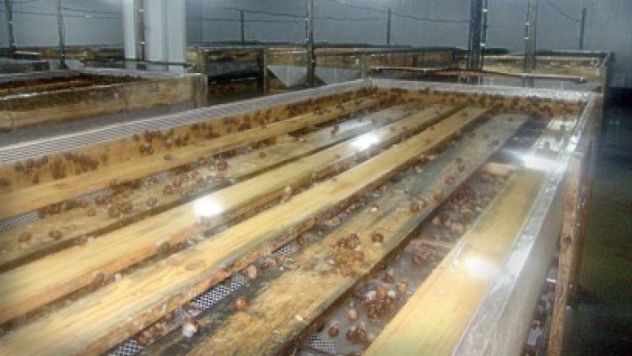 Fermă de melci, o afacere profitabilă